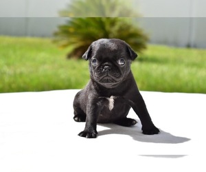 Pug Puppy for sale in PALM COAST, FL, USA