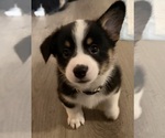 Puppy Brownie Pembroke Welsh Corgi