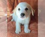 Small #1 Great Pyrenees Mix