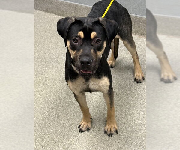 Medium Photo #1 Rottweiler-Unknown Mix Puppy For Sale in Las Vegas, NV, USA