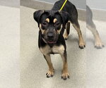 Small Rottweiler Mix