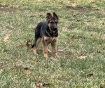 Small Photo #3 German Shepherd Dog Puppy For Sale in PITTSBURGH, PA, USA