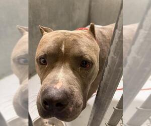 American Pit Bull Terrier-Unknown Mix Dogs for adoption in Conroe, TX, USA