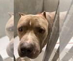 Small American Pit Bull Terrier Mix