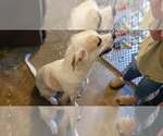 Honey (HoneyBear) - Female Anatolian Shepherd-Labrador Retriever Mix Dog for Adoption - Small photo