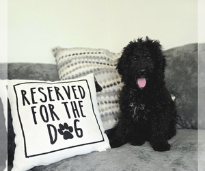 Goldendoodle (Miniature) Puppy for sale in KEENE, NH, USA