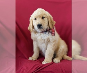 Golden Retriever Puppy for sale in OXFORD, PA, USA