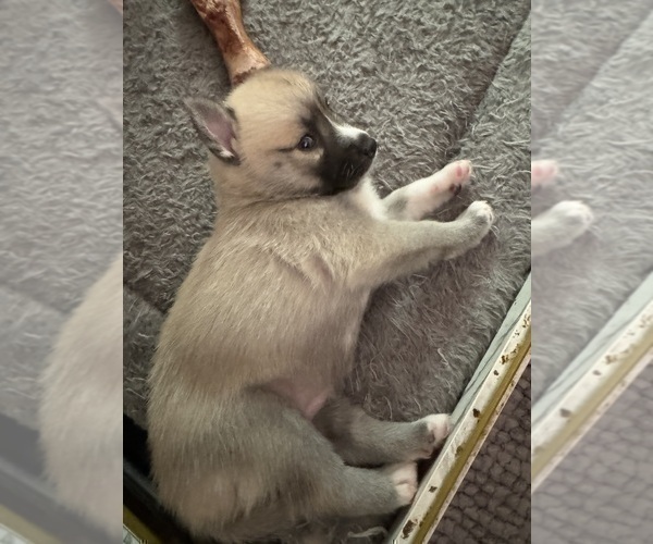 Medium Photo #43 Pomsky Puppy For Sale in LOVELAND, CO, USA