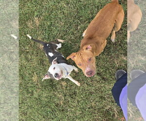 Kiba - Male Mutt Dog for Adoption - Photo #3