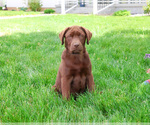 Small #1 Labrador Retriever