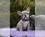 Small Photo #3 French Bulldog Puppy For Sale in GRESHAM, OR, USA