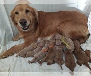 Mother of the Goldendoodle puppies born on 01/24/2022