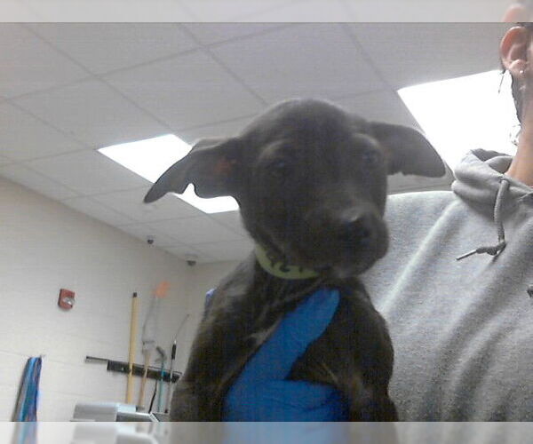 Medium Photo #1 Mutt Puppy For Sale in Fayetteville, NC, USA