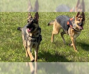 HONOR - Female German Shepherd Dog-Unknown Mix Dog for Adoption - Photo #4