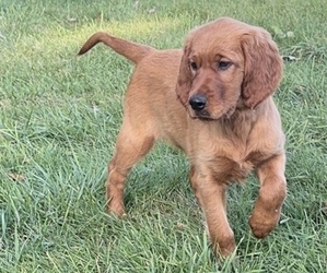 Golden Irish Puppy for sale in CARO, MI, USA