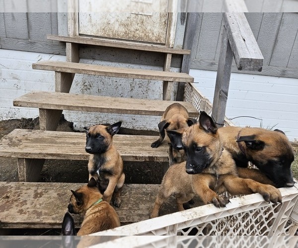 Medium Photo #9 Belgian Malinois Puppy For Sale in HOYT, KS, USA
