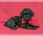Small Photo #3 Poodle (Miniature) Puppy For Sale in NOTTINGHAM, PA, USA