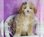 Small Photo #94 Poodle (Toy) Puppy For Sale in WARSAW, IN, USA