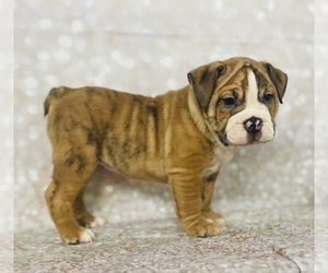 Victorian Bulldog Puppy for sale in CINCINNATI, OH, USA