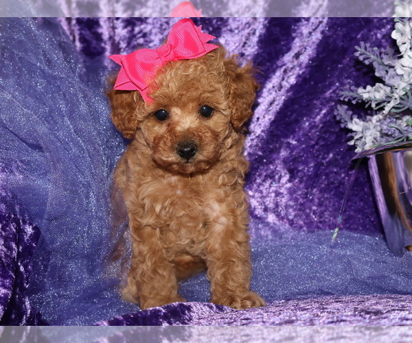 Medium Photo #4 Poodle (Toy) Puppy For Sale in LIBERAL, MO, USA