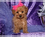 Small #3 Poodle (Toy)