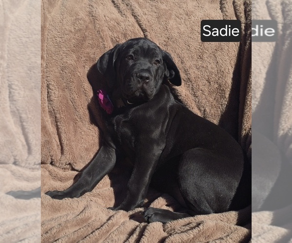Medium Photo #1 Cane Corso Puppy For Sale in MINERAL WELLS, WV, USA