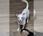 Small #1 Chiweenie