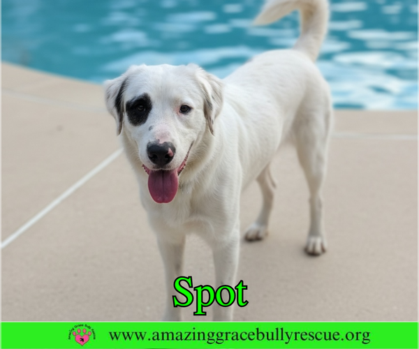 Medium Photo #3 Great Pyrenees-Unknown Mix Puppy For Sale in Milton, FL, USA