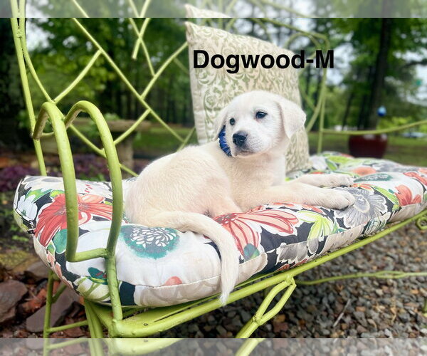 Medium Photo #1 Labrenees Puppy For Sale in Rockaway, NJ, USA