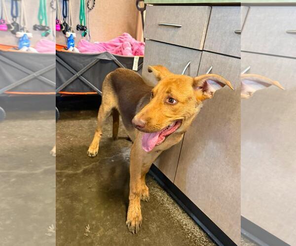 Medium Photo #3 Carolina Dog-Unknown Mix Puppy For Sale in Rockwall, TX, USA