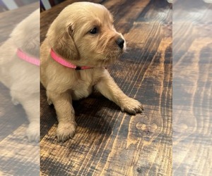 Golden Retriever Puppy for sale in LATTA, SC, USA