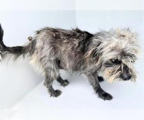 Medium Photo #1 Cairn Terrier-Unknown Mix Puppy For Sale in Houston, TX, USA