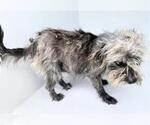 Small Cairn Terrier Mix
