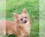 Small Photo #1 Chihuahua Puppy For Sale in POTEAU, OK, USA