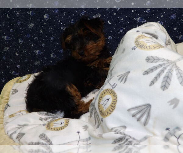 Medium Photo #14 Yorkshire Terrier Puppy For Sale in PATERSON, NJ, USA
