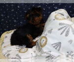 Small Photo #14 Yorkshire Terrier Puppy For Sale in PATERSON, NJ, USA