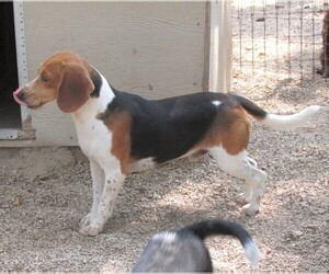 Father of the Beagle puppies born on 06/02/2025
