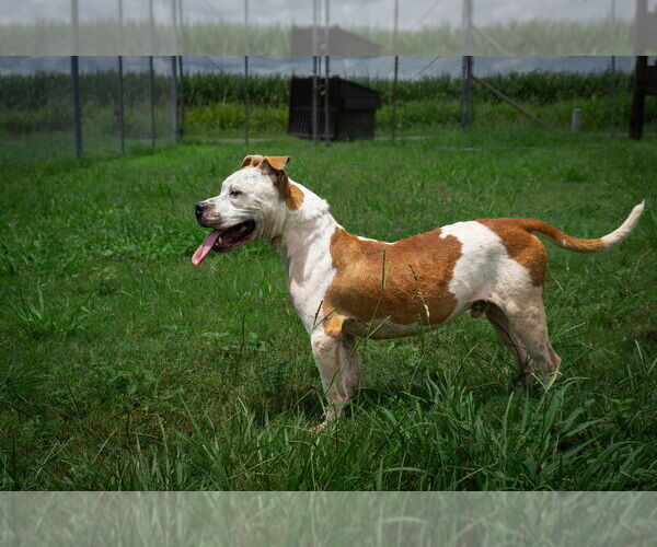 Medium Photo #3 Mutt Puppy For Sale in Abbeville, LA, USA