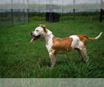 Small #2 Mutt