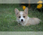 Small Photo #1 Pembroke Welsh Corgi Puppy For Sale in ELKTON, KY, USA