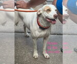Small #1 Labrador Retriever Mix