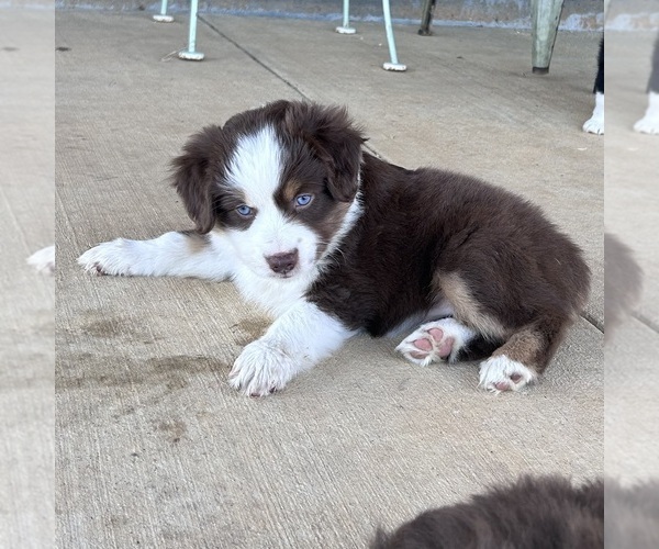 Medium Photo #9 Miniature Australian Shepherd Puppy For Sale in CANTON, TX, USA