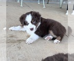 Small #8 Miniature Australian Shepherd