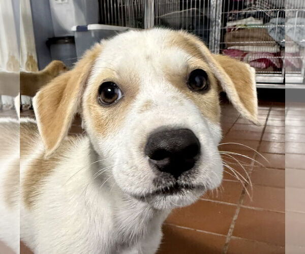 Medium Photo #3 Labrador Retriever-Unknown Mix Puppy For Sale in Jefferson, NJ, USA