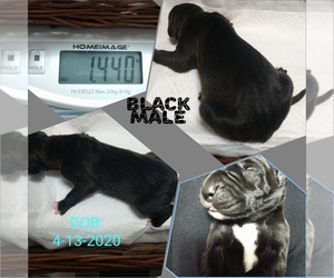 Great Dane Puppy for sale in S ZANESVILLE, OH, USA
