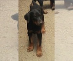 Small Photo #5 Doberman Pinscher Puppy For Sale in PORTLAND, OR, USA