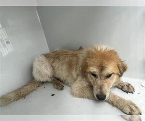 Golden Retriever Dogs for adoption in Houston, TX, USA