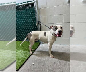 American Pit Bull Terrier Dogs for adoption in Downey, CA, USA