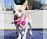 Small Chihuahua Mix