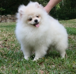 Pomeranian Puppy for sale in MILTON, FL, USA